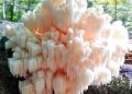 lions mane